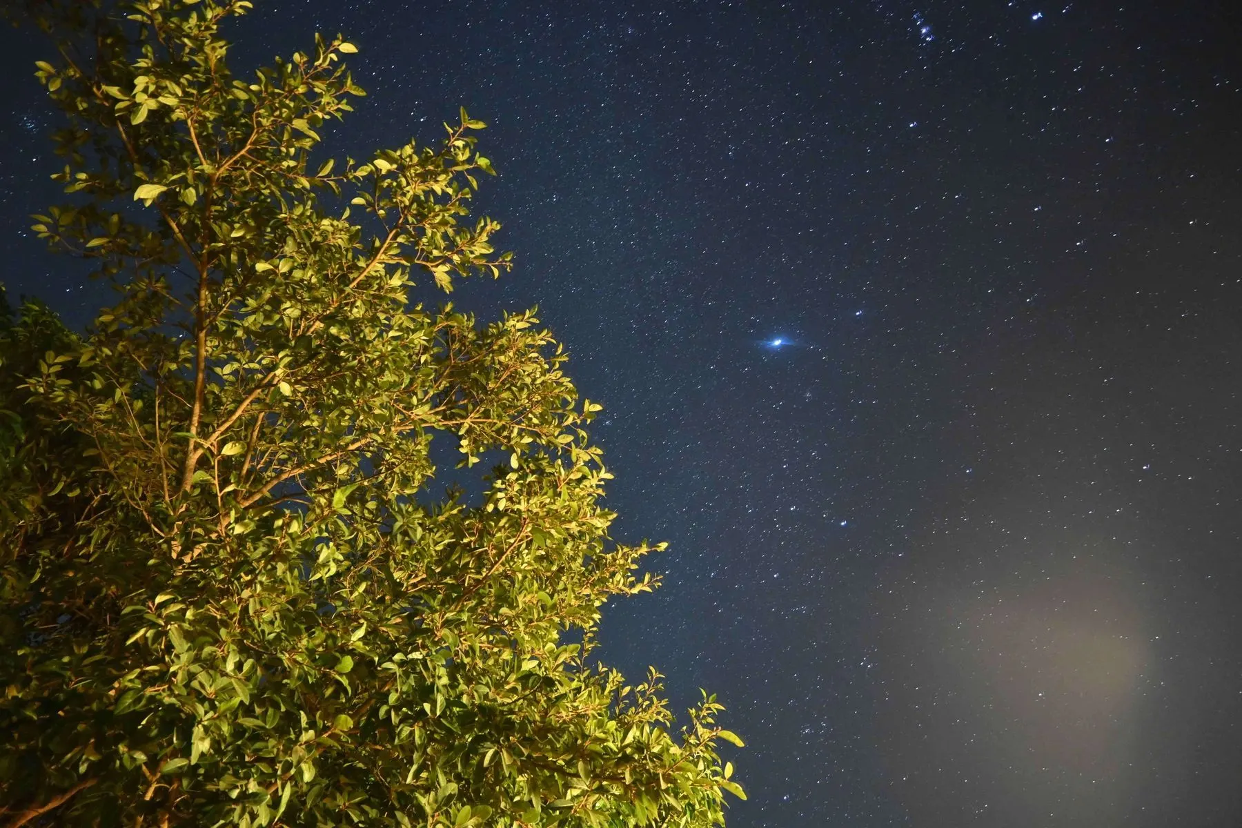 A star-filled night sky over the treetops in Dapoli