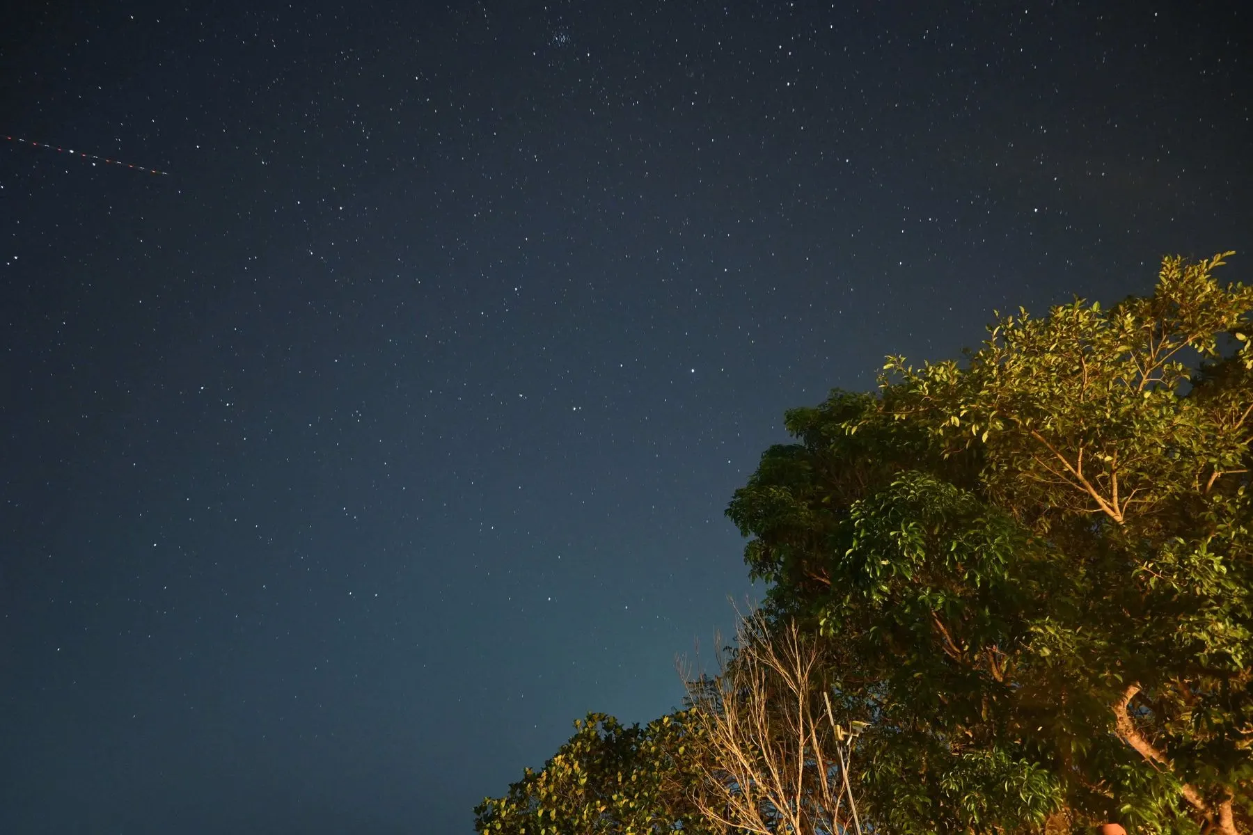 Stars above a tree silhouette photographed from a Dapoli terrace
